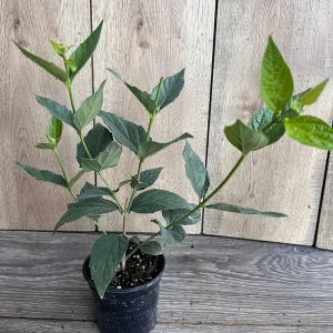 Nyctanthes arbor-tristis Live Plant - Night-flowering Jasmine, 4 inch Pot, Outdoor Tropical Shrub - Image 7