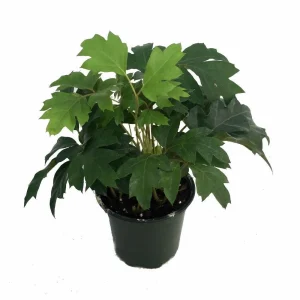 Oak Leaf Grape Ivy Plant – Cissus rhombifolia – Live Plant – 4 inch Pot – Indoor - Image 1