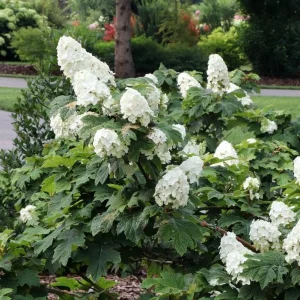 Oak Leaf Hydrangea 'Snow Queen' Live Plant - Gallon Pot - 18-24'' Tall - Image 1
