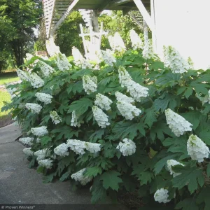 Oak Leaf Hydrangea 'Snow Queen' Live Plant - Gallon Pot - 18-24'' Tall - Image 6