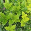 Oakland Holly Live Plant – Evergreen Shrub, 2.5 inch Pot, Outdoor Privacy Hedge - Image 1