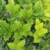 Oakland Holly Live Plant - Evergreen Shrub - Quart Pot - Outdoor - Image 1