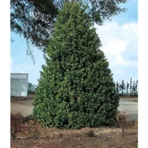 Oakland Holly Live Plant - Evergreen Shrub - Quart Pot - Outdoor - Image 2