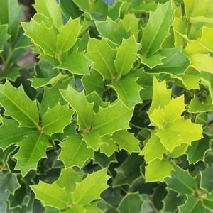 Oakland Holly Live Plant - Evergreen Shrub - Quart Pot - Outdoor - Image 1
