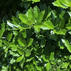 Oakland Holly Live Plant – Quart Pot – Evergreen Shrub – 6-12 inches Tall – Outdoor - Image 2