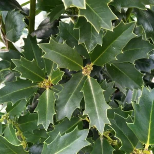 Oakland Holly Live Plant – Quart Pot – Evergreen Shrub – 6-12 inches Tall – Outdoor - Image 3