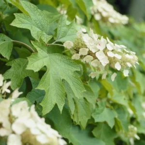 Oakleaf Hydrangea Live Plant - 6-10 inch Tall, 1 Quart Pot, Outdoor Shrub - Image 2