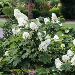 Oakleaf Hydrangea Live Plant - 6-10 inch Tall, 1 Quart Pot, Outdoor Shrub - Image 3