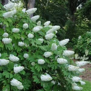 Oakleaf Hydrangea Live Plant - 6-10 inch Tall, 1 Quart Pot, Outdoor Shrub - Image 4