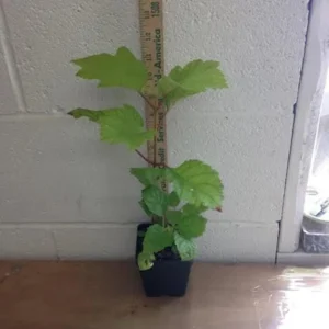 Oakleaf Hydrangea Live Plant - 6-10 inch Tall, 1 Quart Pot, Outdoor Shrub - Image 5