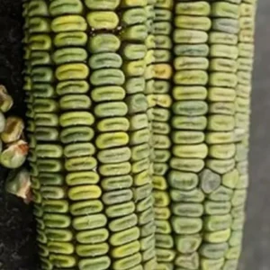 Oaxacan Green Dent Corn Seeds - 100 Heirloom Organic Zapotec Corn Seeds for Flour or Sweet - Image 6