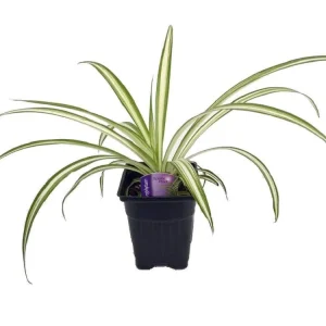 Ocean Spider Plant Live Plant – Air Purifying Houseplant – 3.5" Pot Indoor - Image 1