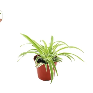 Ocean Spider Plant (Reversed) Live Plant – 4 inch Potted Houseplant - Image 1