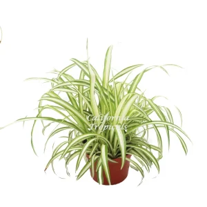 Ocean Spider Plant Variegated - 6'' Potted Live Indoor Houseplant - Image 1