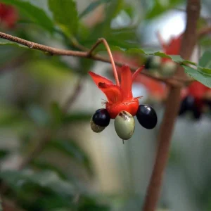 Ochna Serrulata Mickey Mouse Bush Live Plant – 1 to 2 Feet Tall – Shipped in 6 inch Pot - Image 3