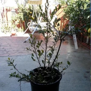 Ochna Serrulata Mickey Mouse Bush Live Plant – 1 to 2 Feet Tall – Shipped in 6 inch Pot - Image 1