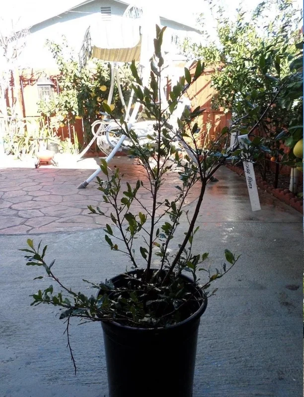 Ochna Serrulata Mickey Mouse Bush Live Plant – 1 to 2 Feet Tall – Shipped in 6 inch Pot - Image 1