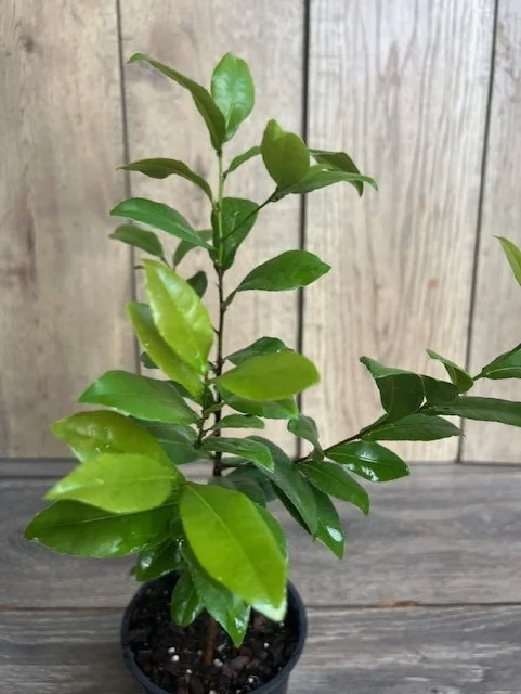 Ochna Serrulata Mickey Mouse Plant - Live Shrub in 4" Pot, Outdoor - Image 3