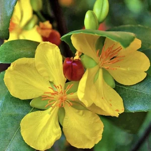 Ochna Serrulata Mickey Mouse Plant - Live Shrub in 4