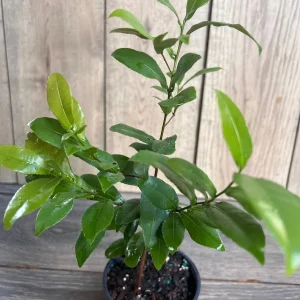 Ochna Serrulata Mickey Mouse Plant - Live Shrub in 4