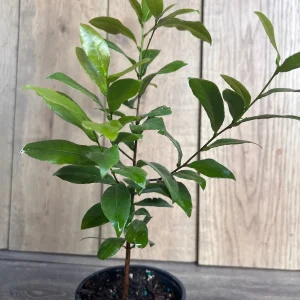 Ochna Serrulata Mickey Mouse Plant - Live Shrub in 4