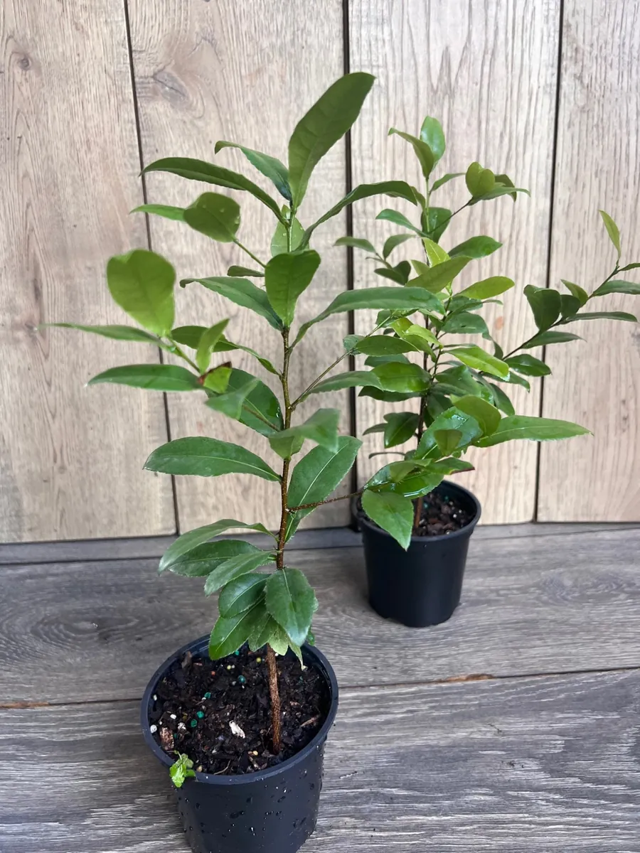 Ochna Serrulata Mickey Mouse Plant - Live Shrub in 4" Pot, Outdoor - Image 8