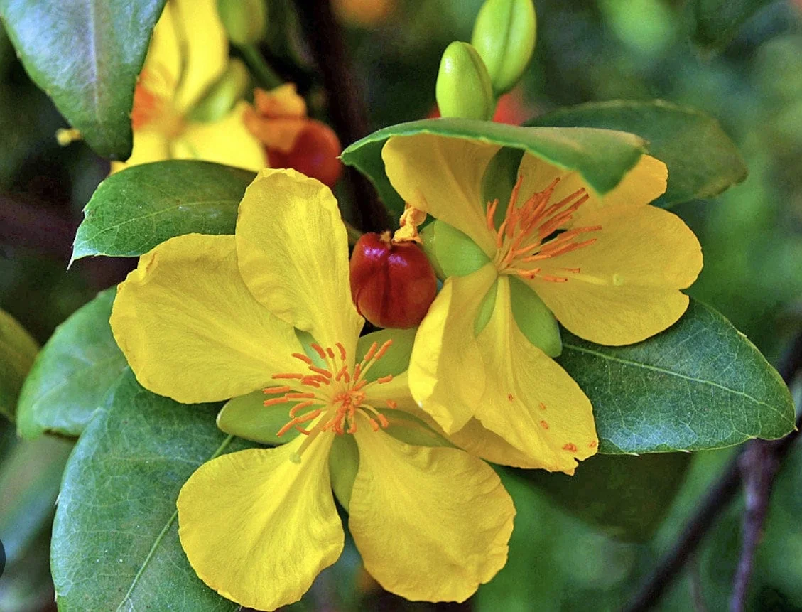 Ochna Serrulata Mickey Mouse Plant - Live Shrub in 4" Pot, Outdoor - Image 1