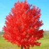 October Glory Maple Bare Root Cuttings - 2 Pack, 8-10 Inches, Live Plant, Outdoor Shade Tree - Image 2