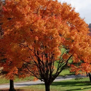 October Glory Maple Live Plant – 2.5 inch Pot – Bright Fall Foliage Shade Tree - Image 10