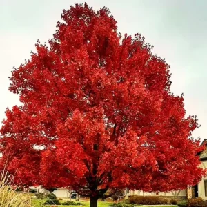 October Glory Maple Live Plant – 2.5 inch Pot – Bright Fall Foliage Shade Tree - Image 3