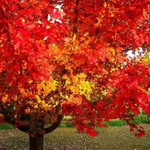 October Glory Maple Live Plant – 2.5 inch Pot – Bright Fall Foliage Shade Tree - Image 4