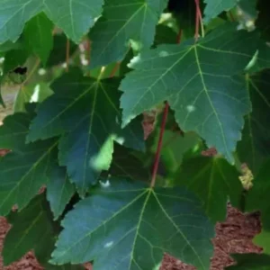 October Glory Maple Live Plant – 2.5 inch Pot – Bright Fall Foliage Shade Tree - Image 7