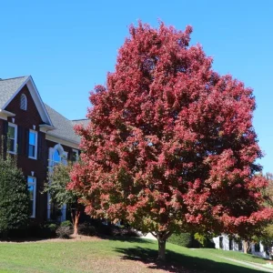 October Glory Maple Live Plant – 2.5 inch Pot – Bright Fall Foliage Shade Tree - Image 9