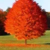 October Glory Maple Live Plant - Quart Pot, Fast Growing Red Shade Tree - Image 1