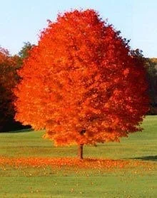 October Glory Maple Live Plant - Quart Pot, Fast Growing Red Shade Tree - Image 1