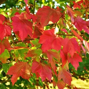 October Glory Maple Tree Live Plant - Vibrant Red Fall Foliage Shade Tree, 1-2 ft Tall, 1 Quart Pot - Image 2