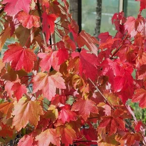 October Glory Maple Tree Live Plant - Vibrant Red Fall Foliage Shade Tree, 1-2 ft Tall, 1 Quart Pot - Image 3