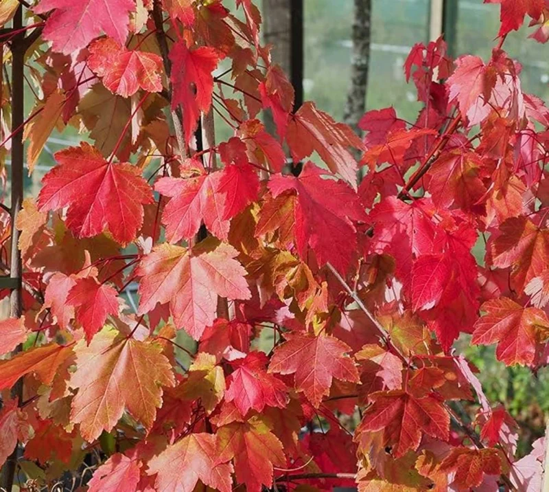 October Glory Maple Tree Live Plant - Vibrant Red Fall Foliage Shade Tree, 1-2 ft Tall, 1 Quart Pot - Image 3