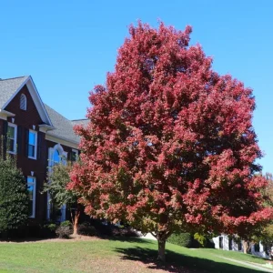 October Glory Maple Tree Live Plant - Vibrant Red Fall Foliage Shade Tree, 1-2 ft Tall, 1 Quart Pot - Image 4