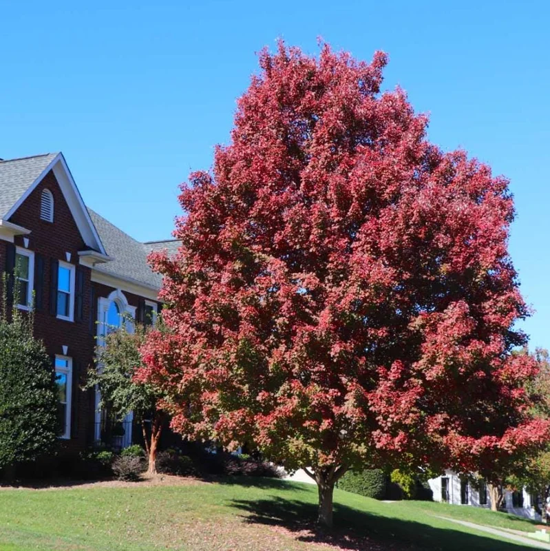 October Glory Maple Tree Live Plant - Vibrant Red Fall Foliage Shade Tree, 1-2 ft Tall, 1 Quart Pot - Image 4