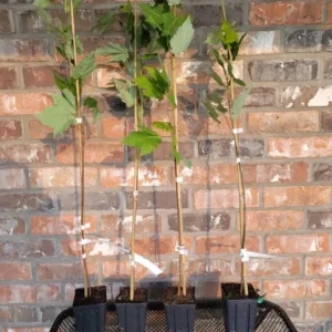 October Glory Maple Tree Live Plant - Vibrant Red Fall Foliage Shade Tree, 1-2 ft Tall, 1 Quart Pot - Image 5