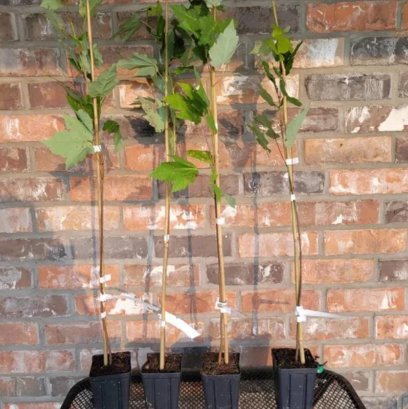 October Glory Maple Tree Live Plant - Vibrant Red Fall Foliage Shade Tree, 1-2 ft Tall, 1 Quart Pot - Image 5