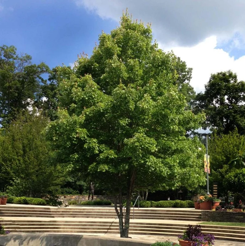 October Glory Maple Tree Live Plant - Vibrant Red Fall Foliage Shade Tree, 1-2 ft Tall, 1 Quart Pot - Image 6