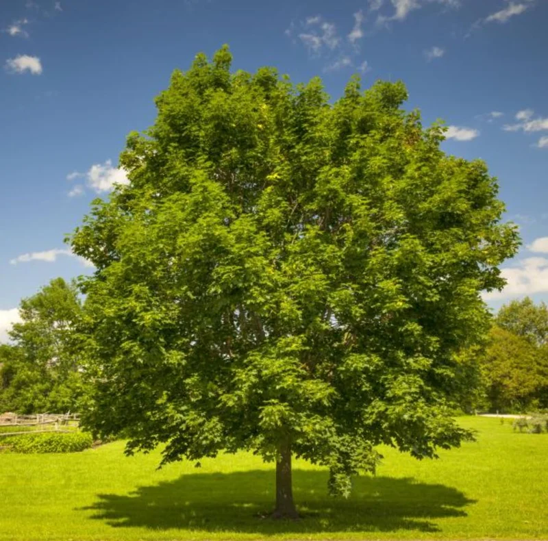 October Glory Maple Tree Live Plant - Vibrant Red Fall Foliage Shade Tree, 1-2 ft Tall, 1 Quart Pot - Image 7