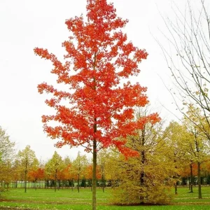 October Glory Maple Tree Live Plant - Vibrant Red Fall Foliage Shade Tree, 1-2 ft Tall, 1 Quart Pot - Image 8