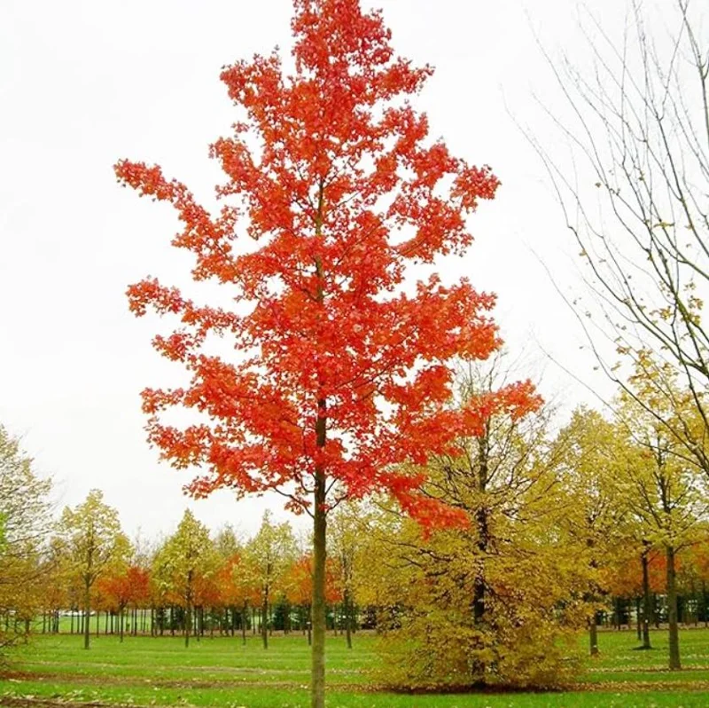 October Glory Maple Tree Live Plant - Vibrant Red Fall Foliage Shade Tree, 1-2 ft Tall, 1 Quart Pot - Image 8