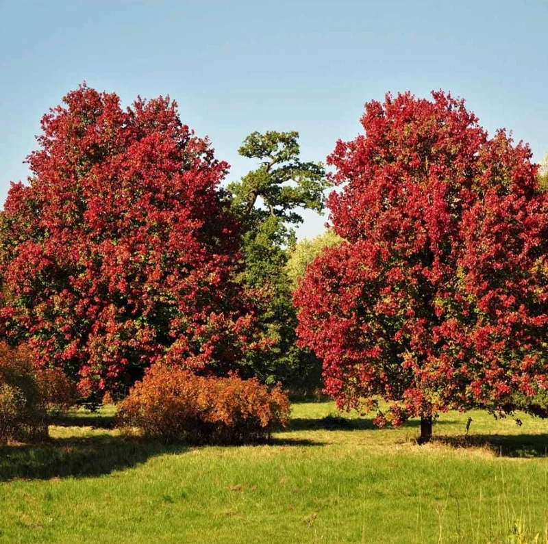 October Glory Maple Tree Live Plant - Vibrant Red Fall Foliage Shade Tree, 1-2 ft Tall, 1 Quart Pot - Image 9