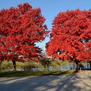 October Glory Maple Tree Live Plant - Vibrant Red Fall Foliage Shade Tree, 1-2 ft Tall, 1 Quart Pot - Image 1