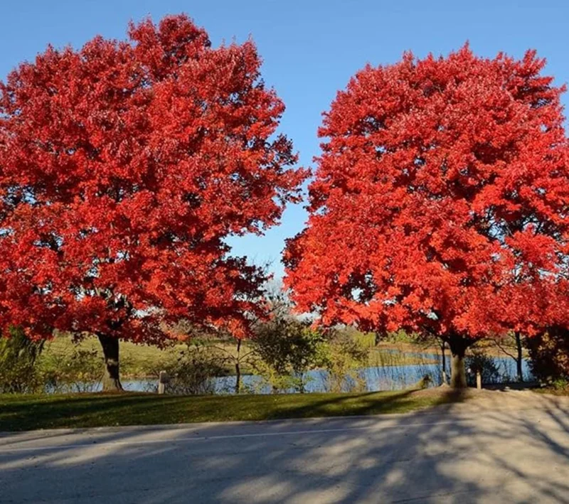October Glory Maple Tree Live Plant - Vibrant Red Fall Foliage Shade Tree, 1-2 ft Tall, 1 Quart Pot - Image 1