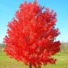 October Glory Maple Trees - 2 Live Plants, 2.5" Pot, Fast Growing Shade Tree - Image 1